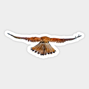 Rear view of a hovering Kestrel Sticker